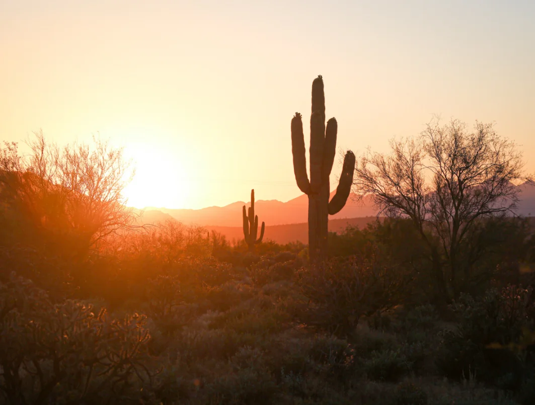Beautiful sunrise desert scene with cactus and brush.