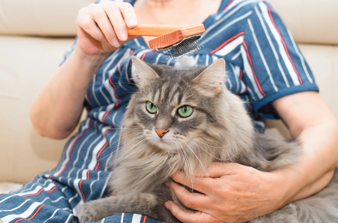 Senior woman brushing long-haired cat.